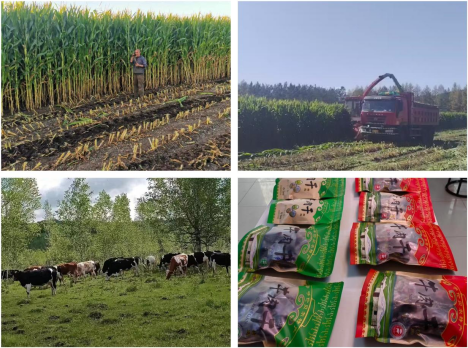 牙克石市庫(kù)都爾鎮(zhèn) 集聚“三項(xiàng)”發(fā)展之力，繪就鄉(xiāng)村振興新畫卷