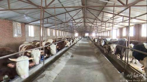 秦州 備飼料、固圈舍，多措并舉保障畜牧養(yǎng)殖場安全越冬